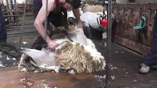 Esquilar Oveja Latxa, Legazpi