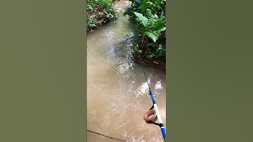 Mancing ikan wader #mancing #fishing #shorts