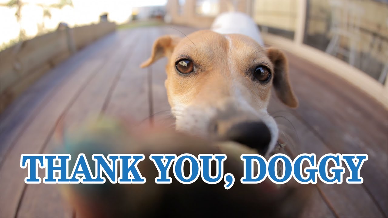 Milo’s Kitchen Says: “Thank You, Doggy"