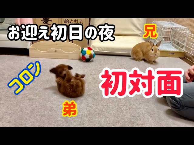 パネル トイプードルとうさぎ 9/9 パネル トイプードルとうさぎ 9/9