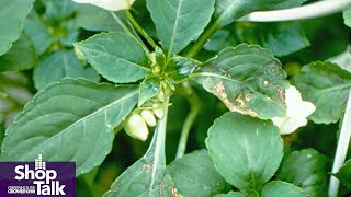 Control of Western Flower Thrips Is Critical to Prevent Virus Spread