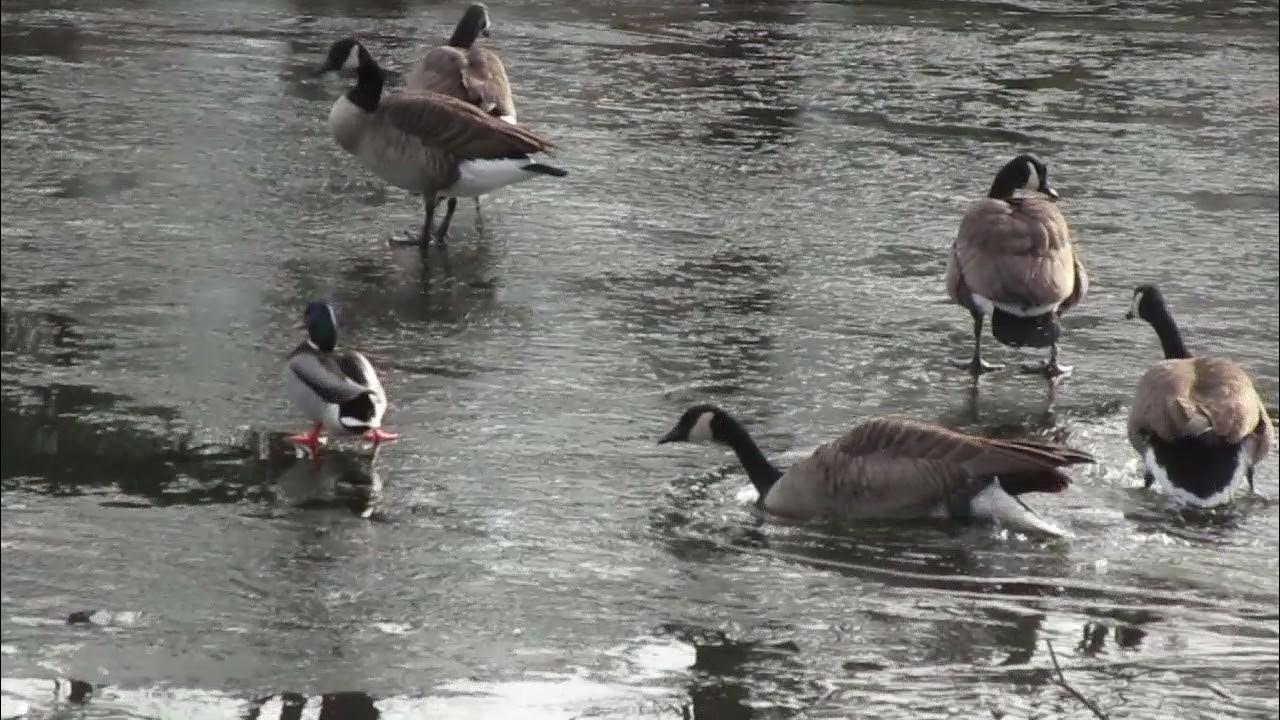 Honking Geese, Quacking Ducks and a Squirrel near the Frozen Pond at