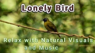 Relaxing Bird Visuals: Connect with Nature and Soothe Your Mind