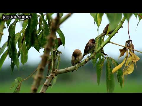 Video: Cara Menangkap Burung Pipit