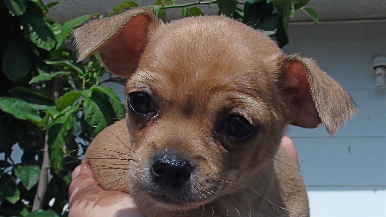 9 week chihuahua puppy