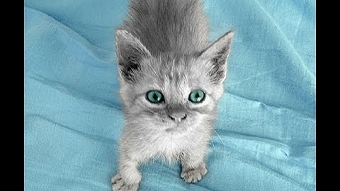 Tutorial Photoshop CS5 - partial Black and White (Color Splash)