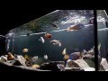 7 foot 220 Aquarium HD |Tanganyika ||Victorian || Malawi ||African Cichlids||...Myth Broken