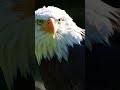The King of the Sky! Bald Eagle Facts 🦅
