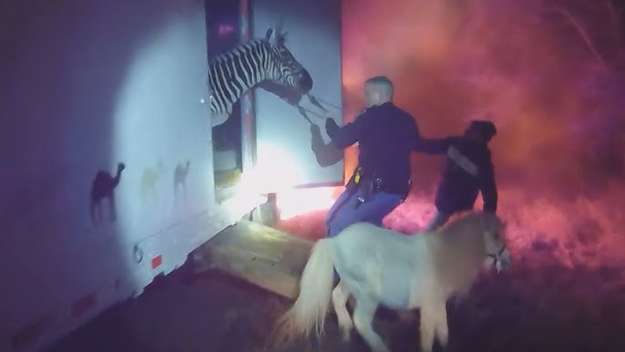Watch Hero Cops Save Zebras And Camels From Fire