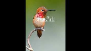 سورة الفرقان القارئ ياسر الدوسري وَتَوَكَّلْ على الحي القيوم 🎧💚 #اكسبلور #القران #تلاوة_خاشعة