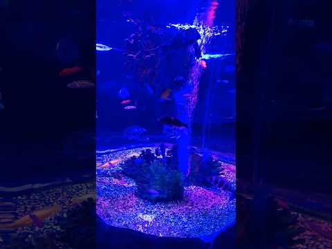 Океанариум #доброеутро #aquarium #fish #люсимили #отпуск #океанариум #nature #морскаясказка