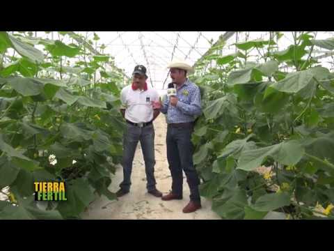 Video: Pepinos En Invernadero: ¿cómo Cuidar?