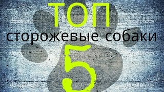 Сторожевые собаки: ТОП 5