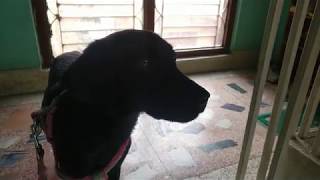 Cute Mastador Puppy thinks She is tied up and cries for help