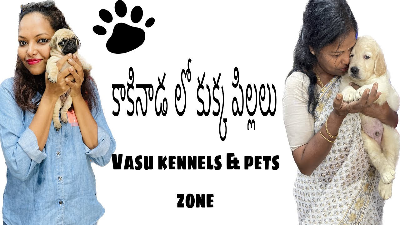 Best quality pets in Kakinada 😍 pets dogs telugu kakinada YouTube