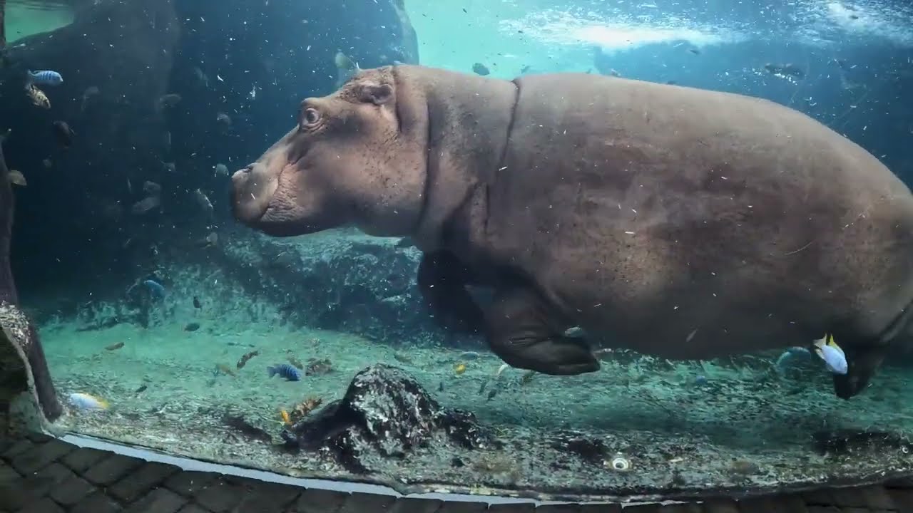 2023 年世界カバの日 - BIOPARC バレンシア