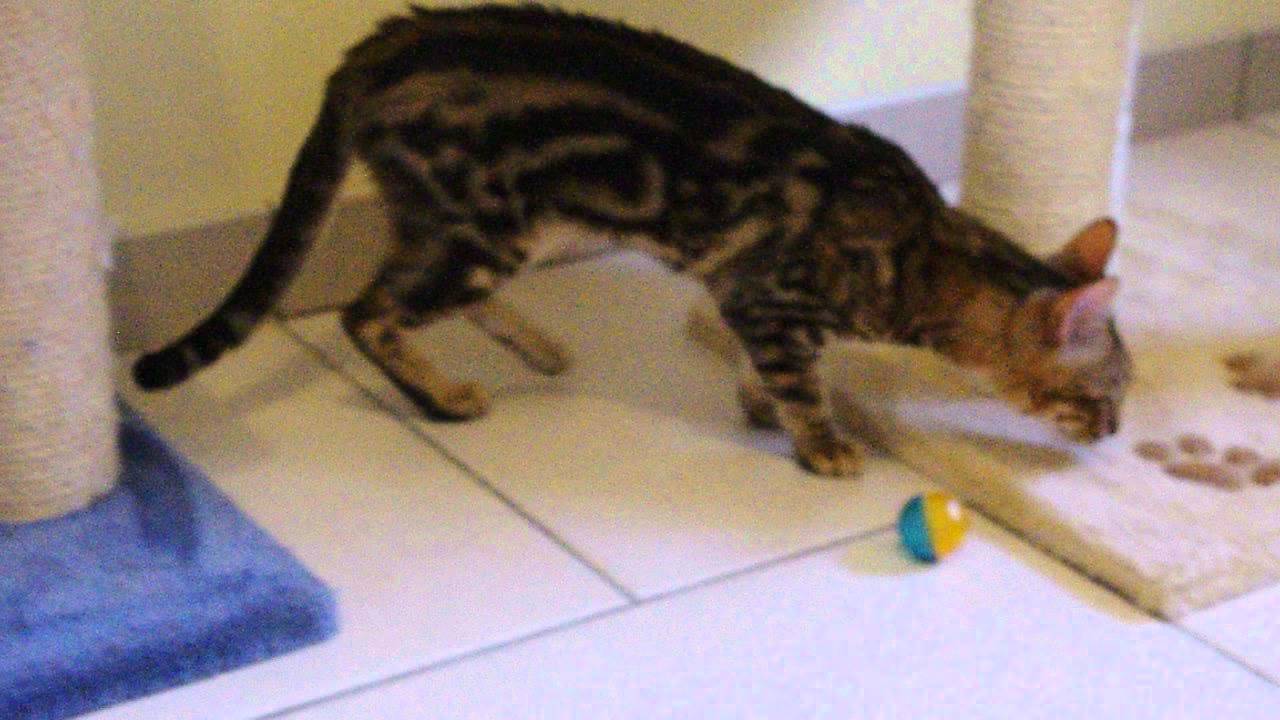 Aladdin Chat Male Bengal Brown Marble De Presqu Un An Youtube