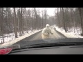 SHOCKING YETI ENCOUNTER CAUGHT ON TAPE