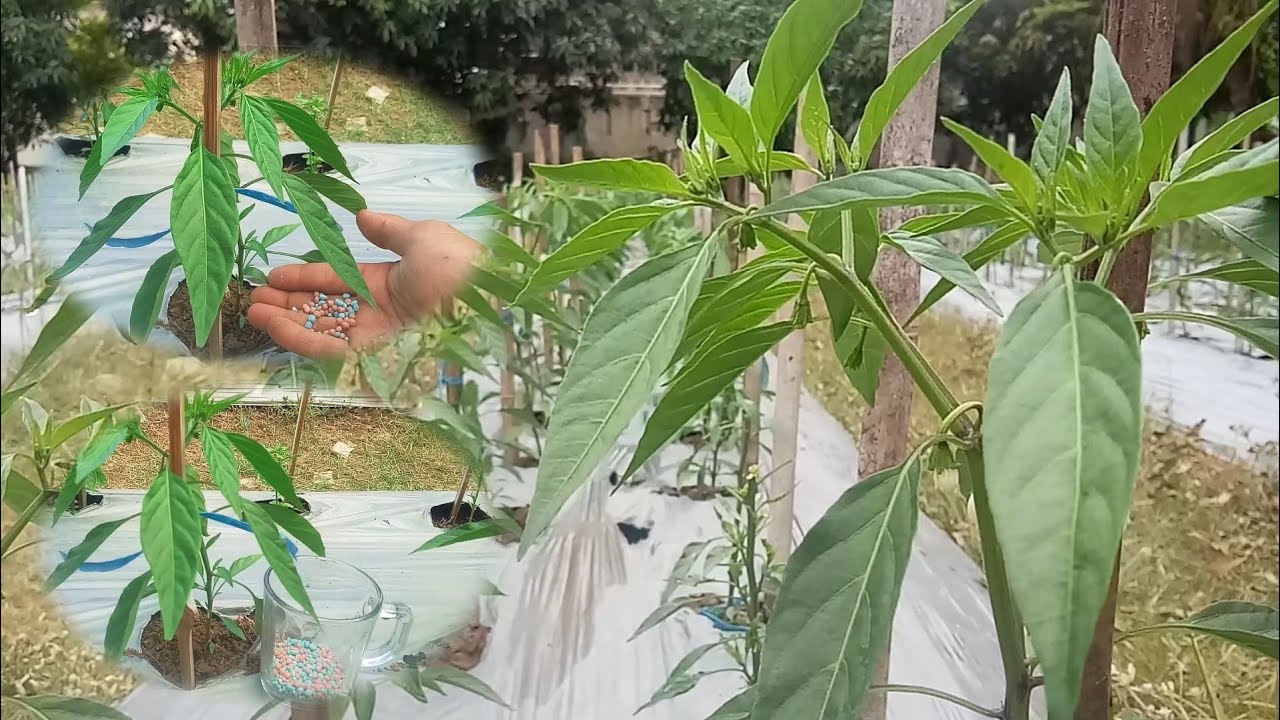 2 Types of Best Npk Fertilizer For Chili Plants Npk 16 16 Fertilizer