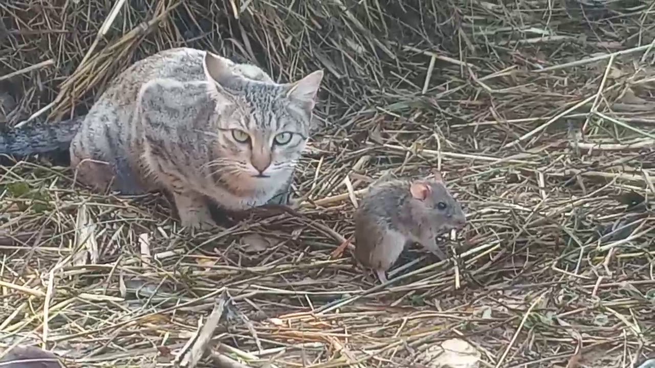 CAT VS MOUSE KILL Viral Nepal YouTube cat-vs-mouse-kill-viral-nepal-youtube