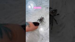Trying to bond with my jumping spider #jumpingspider