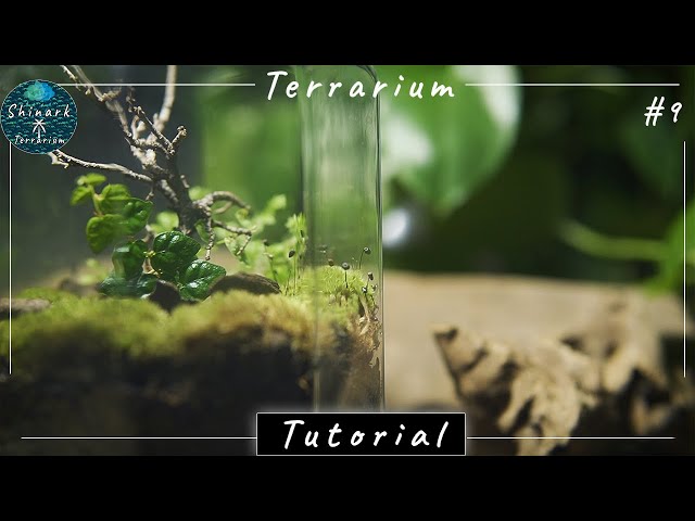 Tiny Moss Tree Themed Terrarium 