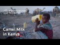 Could camel milk fight climate change in Kenya?