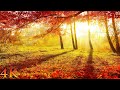 11 hours of enchanting autumn scenes no music  forest sounds for focus study sleep