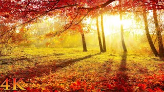 11 Часов Чарующих Осенних Сцен (Без Музыки) + Лесные Звуки Для Концентрации, Учебы И Сна