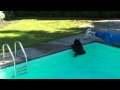 Bear In Pool