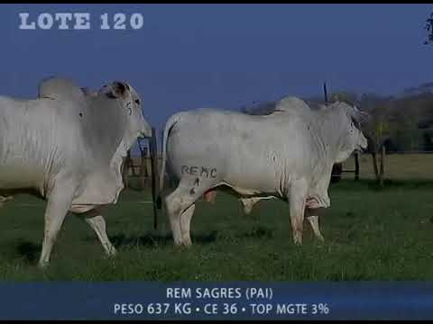 LOTE 120