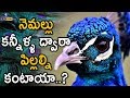 నెమల్లు కన్నీళ్ళ ద్వారా పిల్లల్నికంటాయా - Top 10 Peacock Facts..! | Eyecon Facts