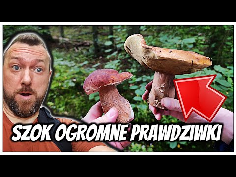 HUGE MUSHROOMS AND BOLETUS VLOGS. THEY'VE ALREADY APPEARED IN THE FOREST 😱 #urbex #explore #urban...