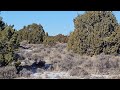 New Mexico High Country Mule Deer