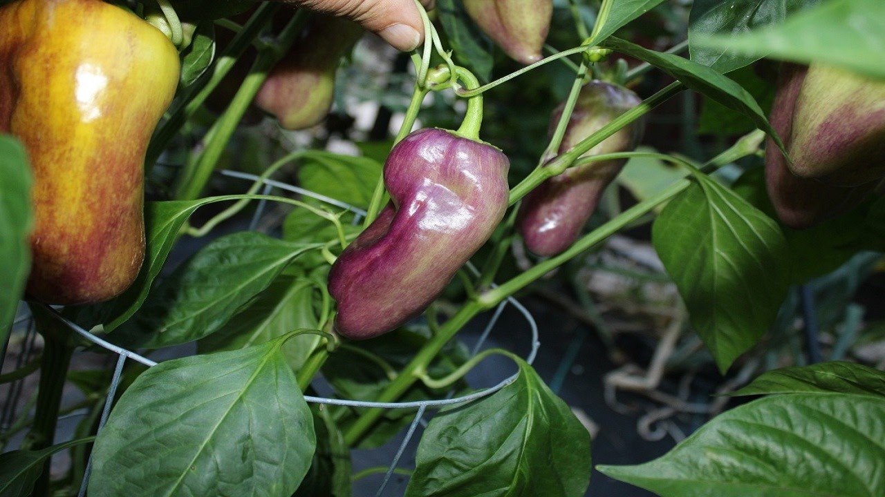 Перцы, перцы и ещё раз перцы! Garden Tour Peppers 2025 Следите за последними обновлениями : )