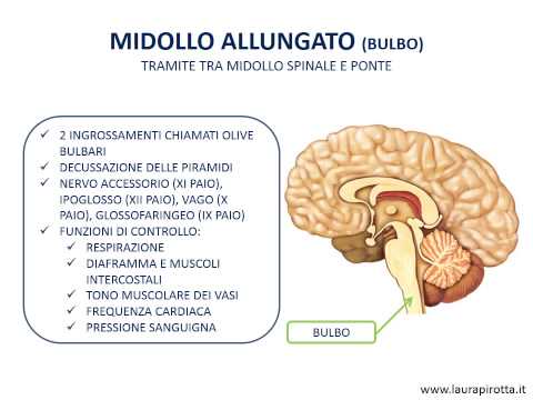 Video: Funzione, Definizione E Posizione Del Midollo Allungato - Body Maps