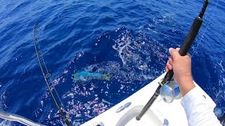 Mahi Mahi. Lower Keys, Florida