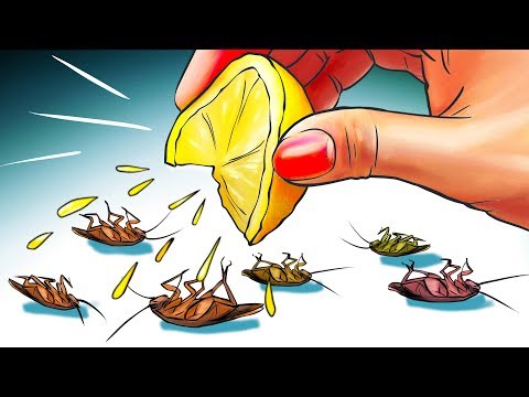 كيف اطرد الصراصير من البيت