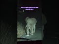 Elephant attack on my car 😱Bs bhagwan ne bcha lia. Wrna aj yeh video upload nahi hoti 🙏 #viral