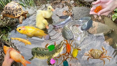 Kem Ốc Thỏ Vlog bắt con cá sấu , con cua quái vật , con cá vàng ở ruộng lúa, bắt cá trê lai ,cá koi