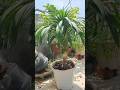 Draco plant #dracaena #dragonplant #gardening #ytshorts #garden #viralvideo #diygardening #vlog