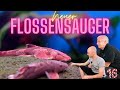 Neuer Flossensauger aus Java | Prachtflossensauger - Homaloptera sp. 'Java' | Türchen 16