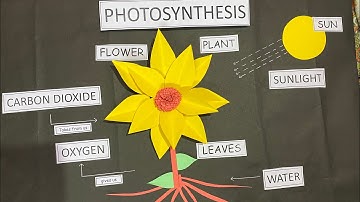 Chart or Model of Photosynthesis for B.Ed. | Teaching Aids for Science