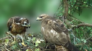 The secret life of a common buzzard - Buzzard nest life