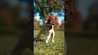 Dog Owners get a special portrait