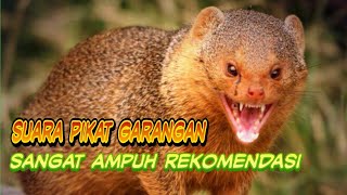 Suara Pikat Garangan