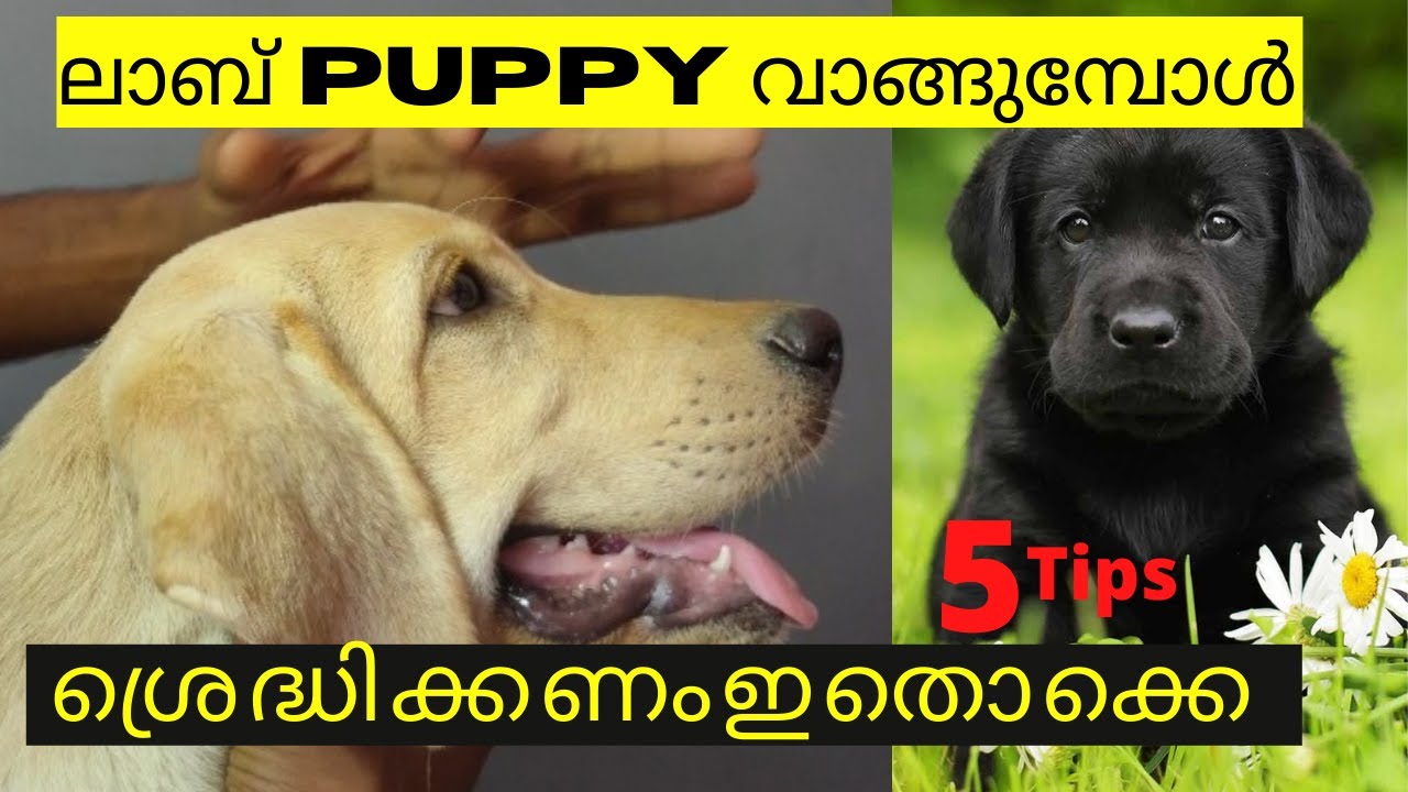 HOW TO IDENTIFY LABRADOR ORIGINAL BREED MALAYALAMHOW TO CHECK PURE