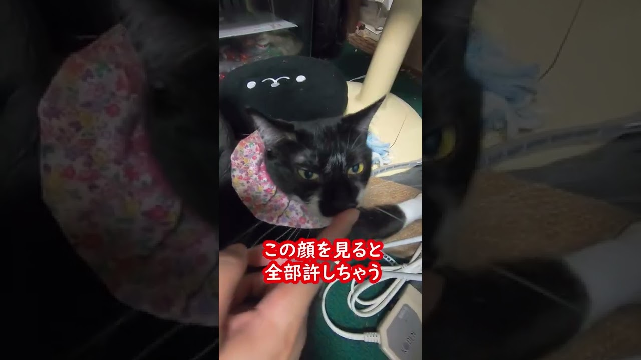 美人靴下猫は甘噛みの後舐める 唾つけとけば治るわ 元保護猫カフェ出身beautiful Sock Cat Licks After Biting Youtube