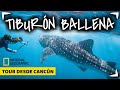 TIBURON BALLENA Tour CANCUN 🔴 NADO  GARANTIZADO ✅  ¿Holbox o Cancun? ► Cuanto mide Whale Shark Tour