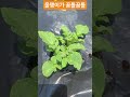다육이와 올챙이 #오유진 #사랑의배터리 #봉숭아학당 #한국문화예술교육진흥원 #강릉문화원 #학교예술강사 #대금 #신승민 #대금연주자신승민 #대금신 #shorts